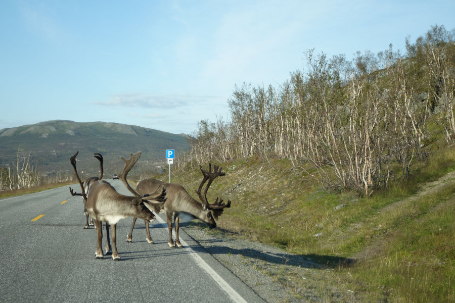 Северные олени