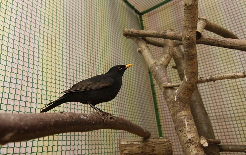 Черный дрозд на жердочке