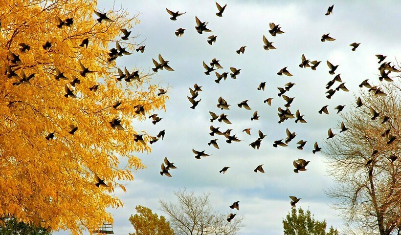 Перелёт скворцов