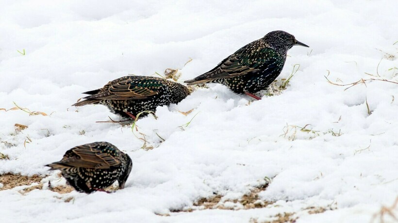 Скворцы на снегу
