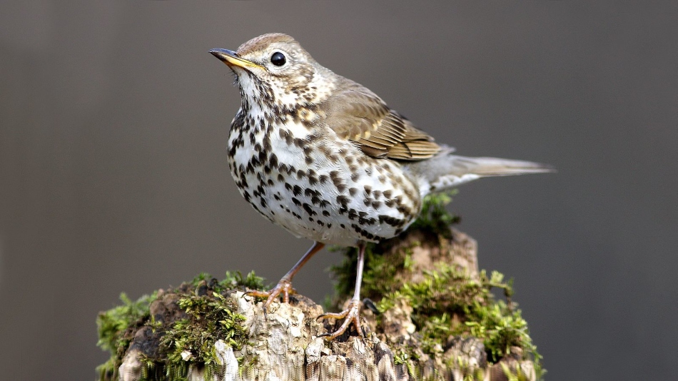 Певчий дрозд