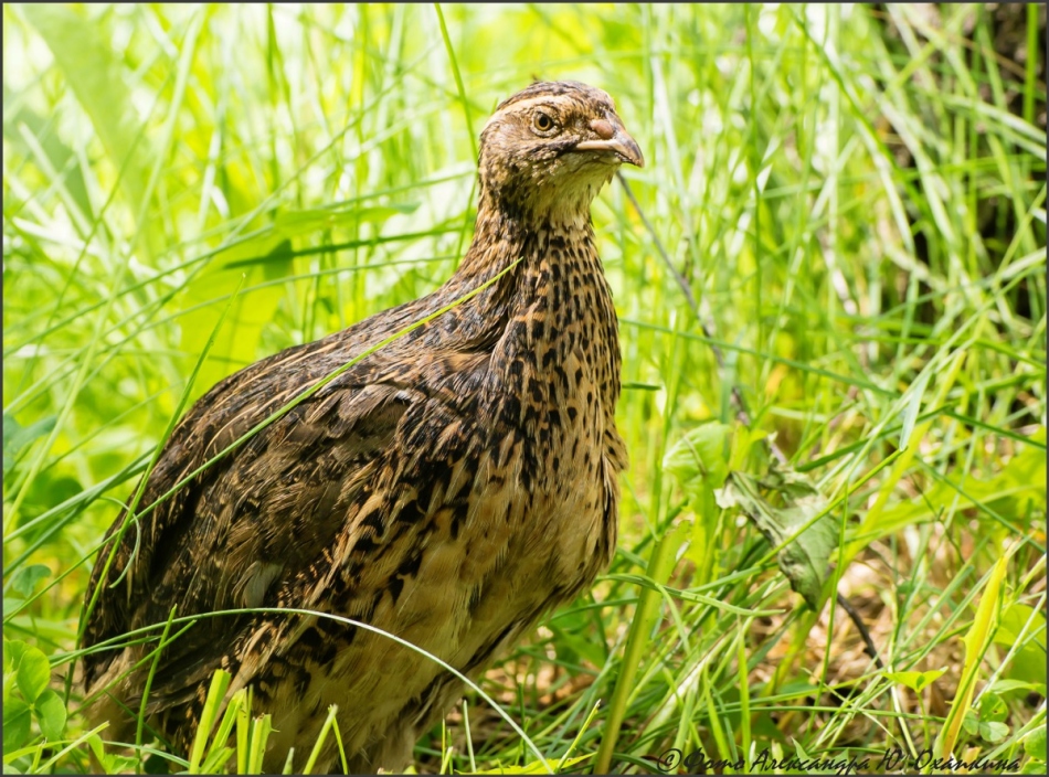 Перепел в траве
