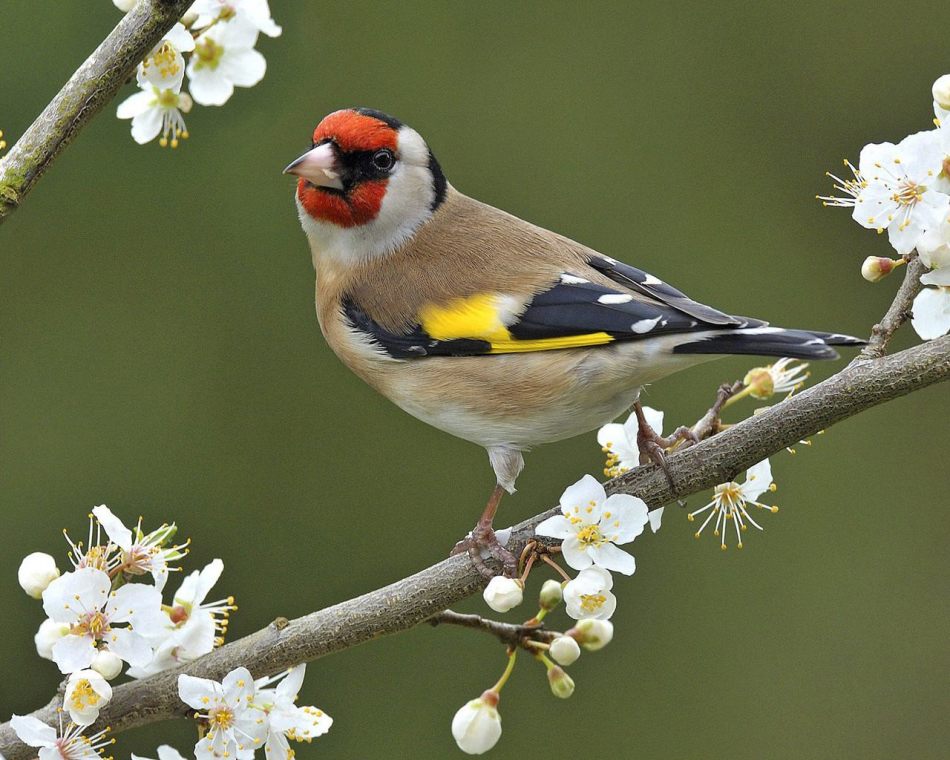 Щегол - одна из самых пестрых птиц