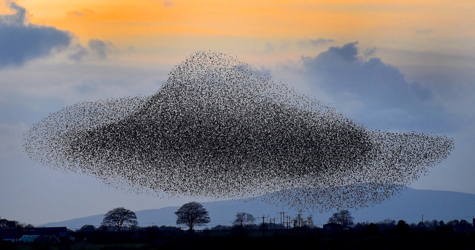 Это причудливое черное облако - не дым, а стая скворцов, возвращающихся домой