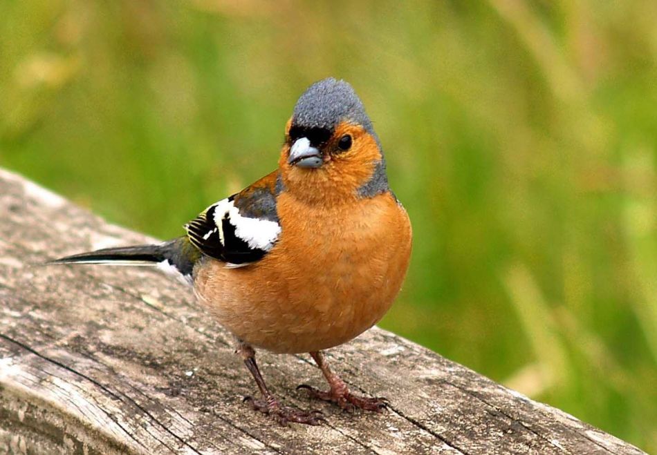 Зяблик - шумный обитатель леса