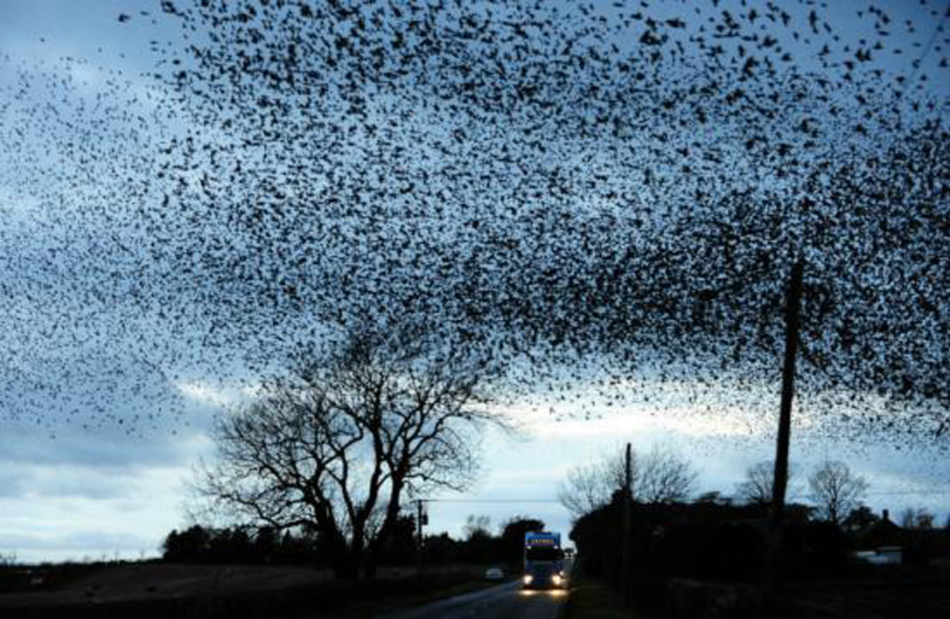 Небо, в котором кружат грачи