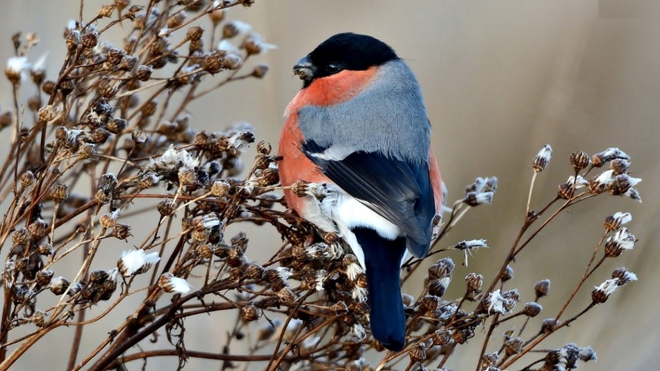 Снегирь добывает семена