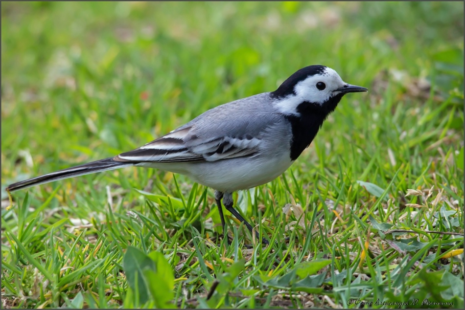 Трясогузка