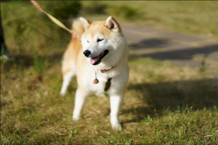 Акита, которую часто называют «молчаливым охотником», является самой крупной породой японских шпицев. Это тихие, темпераментные собаки, которых сложно дрессировать. Но они также, как правило, очень лояльны и долгое время служили сторожевыми и охотничьими собаками. Как высокоэнергетическая порода, акита требует ежедневных интенсивных упражнений.