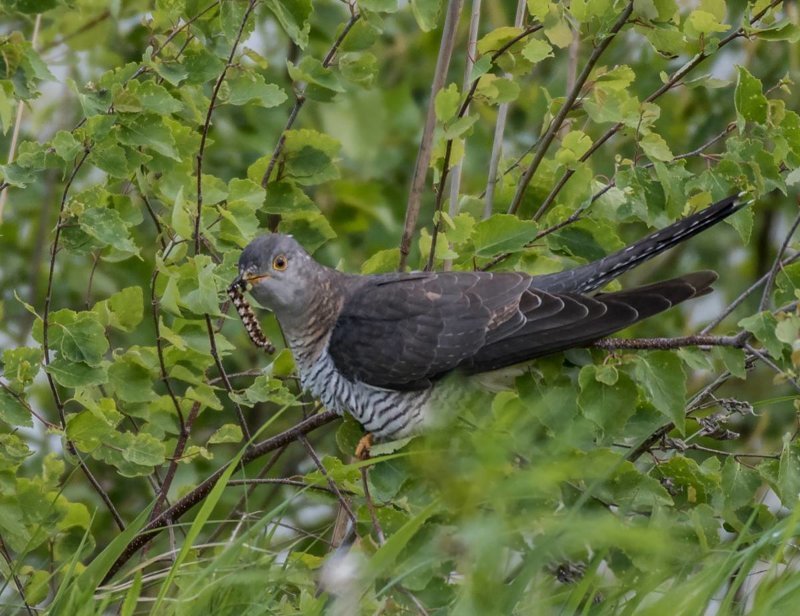 Кукушка и интересные факты о ней Кукушка и интересные факты о ней