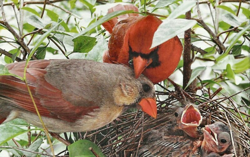 Самая популярная зимняя птица америки Самая популярная зимняя птица америки