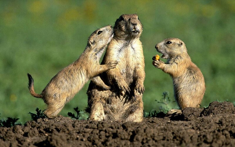 Интересные факты о сусликах