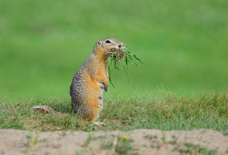 Интересные факты о сусликах