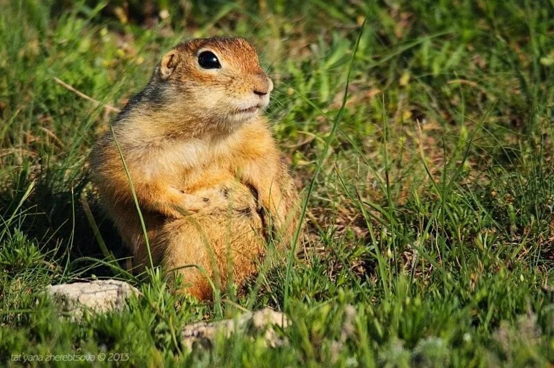 Интересные факты о сусликах