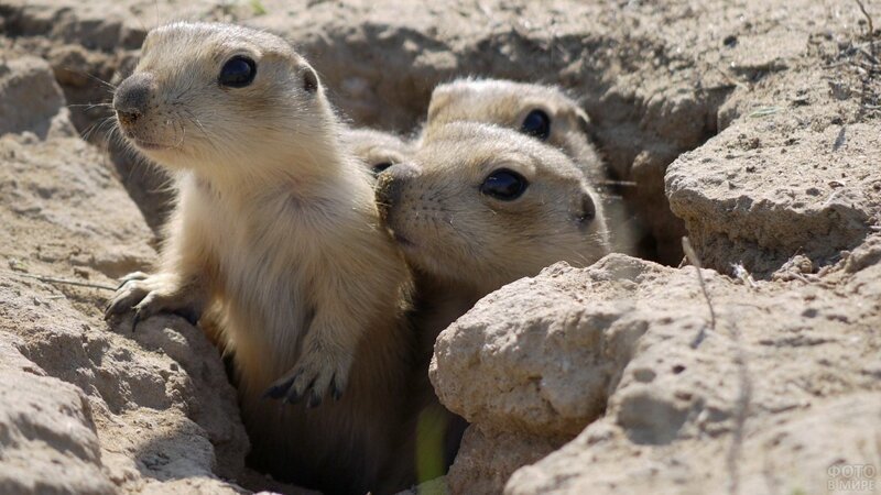 Интересные факты о сусликах