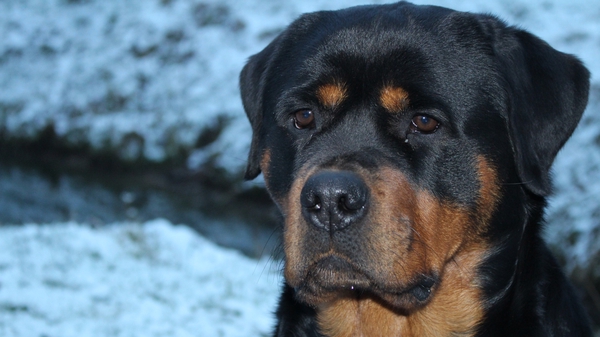 Ротвейлер — очень серьезная собака