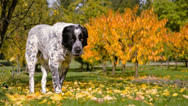 Один вид алабая внушает страх и уважение