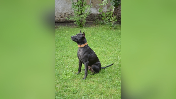 Тайский риджбек — древняя и редкая порода