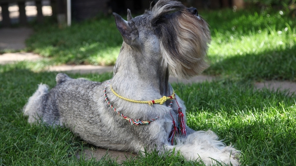 Миттели слывут отличными сторожами