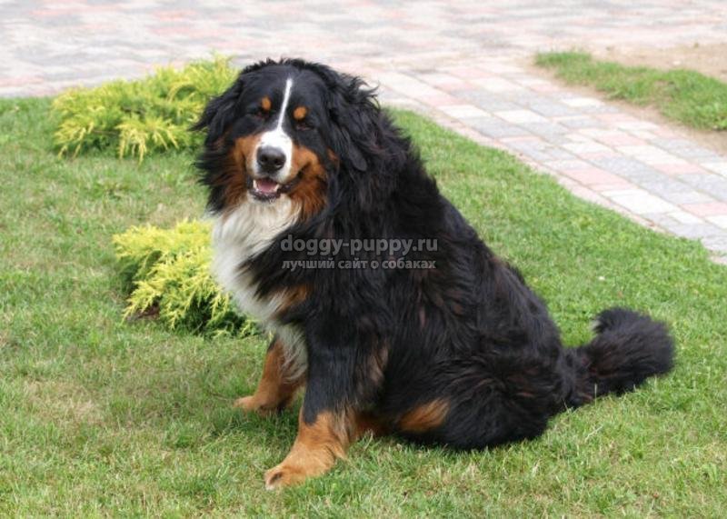 сторожевые собаки: описание, фото и цены