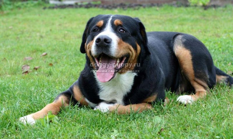 сторожевые собаки: описание, фото и цены