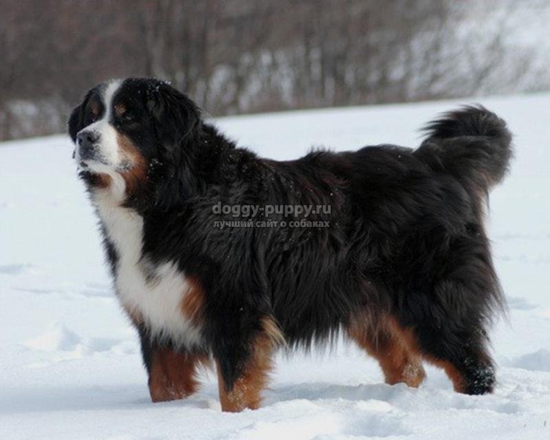 сторожевые собаки: описание, фото и цены