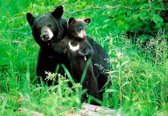 гималайский медведь фото