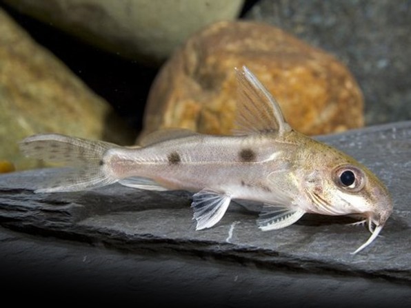 Вид синодонтиса - сизый