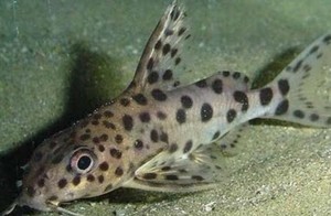 Необычная рыбка сом перевертыш