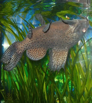 Сомик перевертыш, уход в домашнем аквариуме