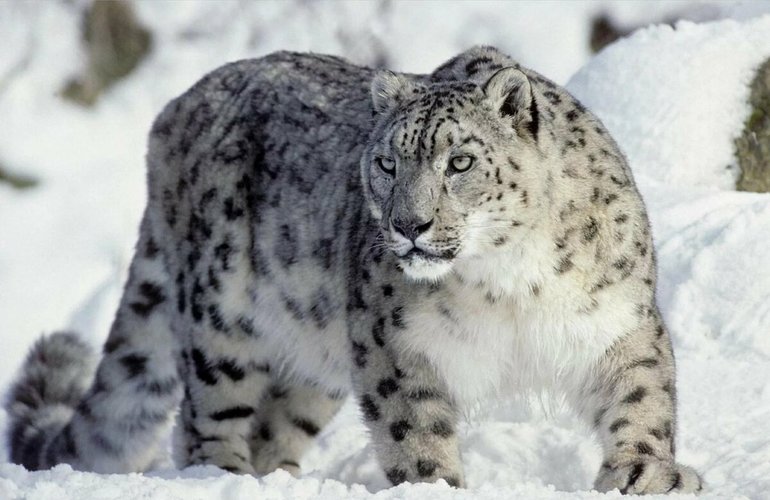 Снежный барс (ирбис) 