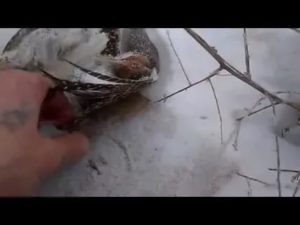 Как поймать фазана: основные правила, секреты и методы ловли