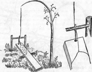 Как поймать фазана: основные правила, секреты и методы ловли