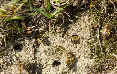 Земляные пчёлы: польза, вред, способы борьбы