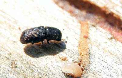 Садовый вредитель шашель – прожорливый губитель древесины