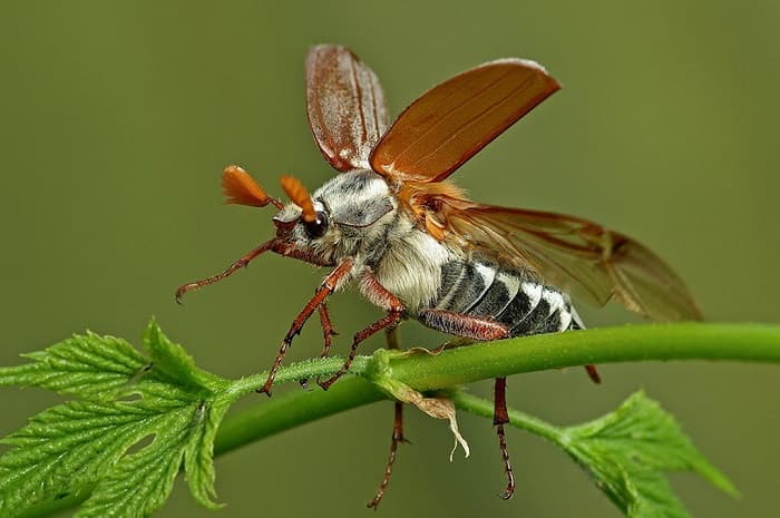 Среда обитания - виды, характеристики и представители Среда обитания - виды, характеристики и представители