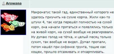 Макрогнатус глазчатый (аквариумный угорь): уход, совместимость с другими рыбками, содержание рыбки, фото, продолжительность жизни