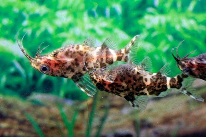 Сом синодонтис (перевертыш): совместимость с другими аквариумными рыбками, содержание, виды, размножение, фото