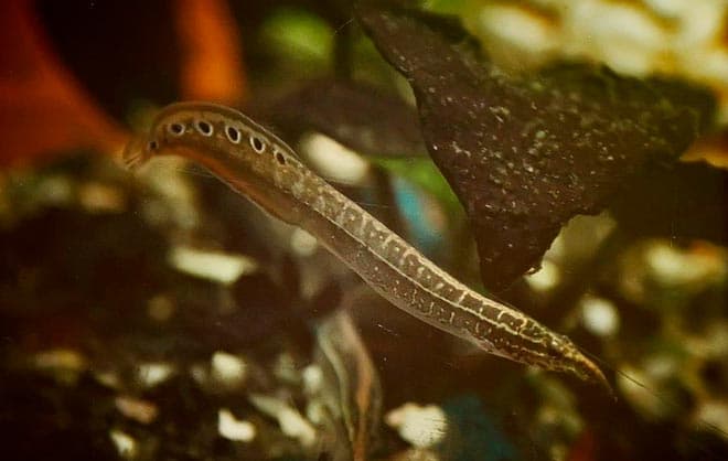 Макрогнатус глазчатый (аквариумный угорь): уход, совместимость с другими рыбками, содержание рыбки, фото, продолжительность жизни