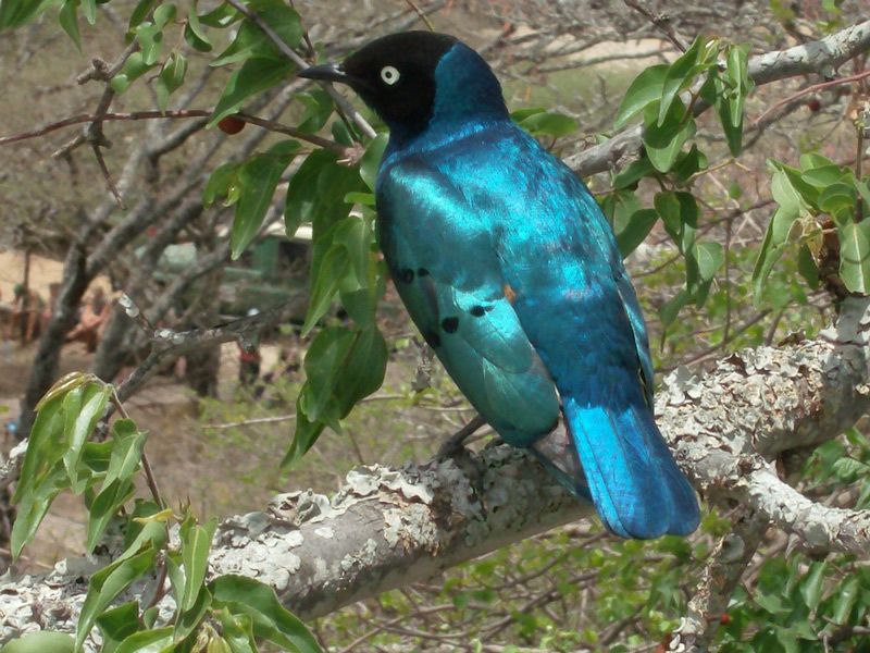 Все виды скворцов предпочитают селиться в негустых лесах, рощах, саваннах, кустарниковых зарослях обязательно с участками травянистой растительности