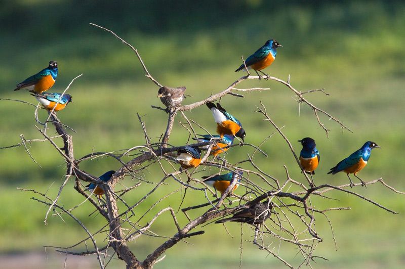 Стайка трехцветных блестящих скворцов: среди взрослых птиц видны молодые коричневой окраски