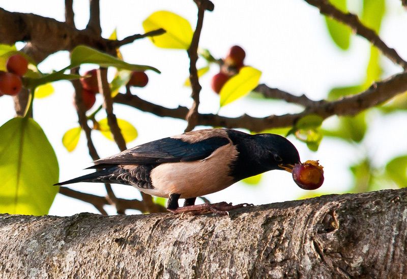 Розовый скворец (Sturnus roseus), поедающий ягоды