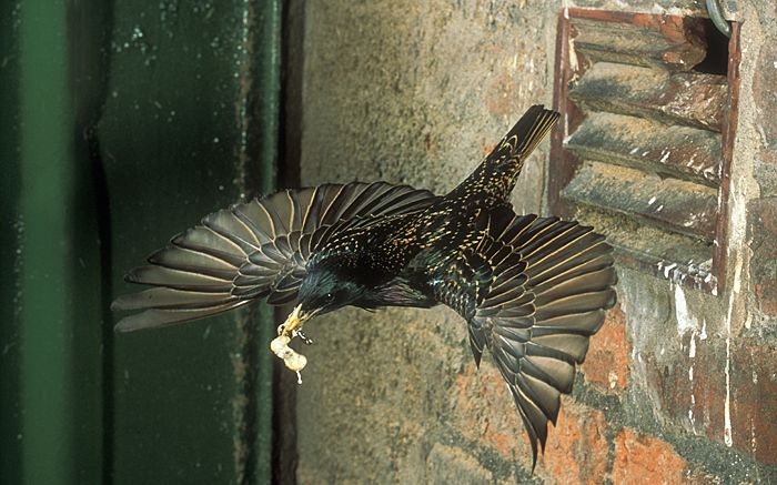 Обыкновенный скворец выносит в клюве помет птенцов