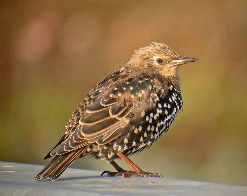 Молодой обыкновенный скворец