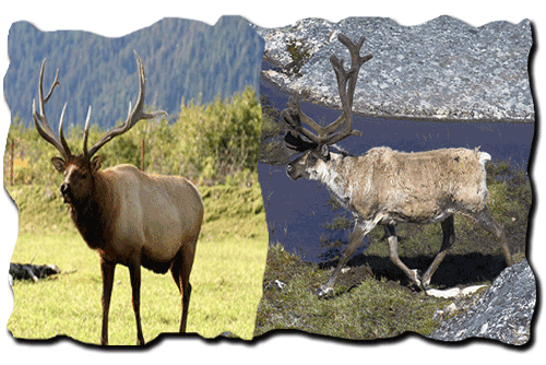 лось и северный олень