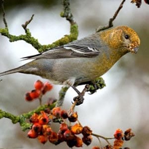 Щур картинка для детей