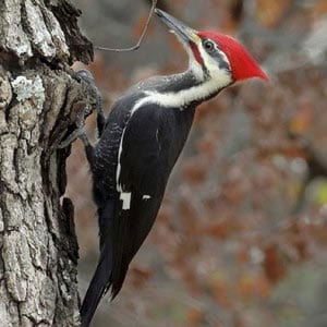 Дятел картинка для детей