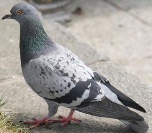 Голубь картинка для детей