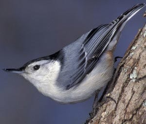 Поползень картинка для детей