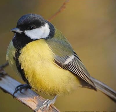 Синица картинка для детей